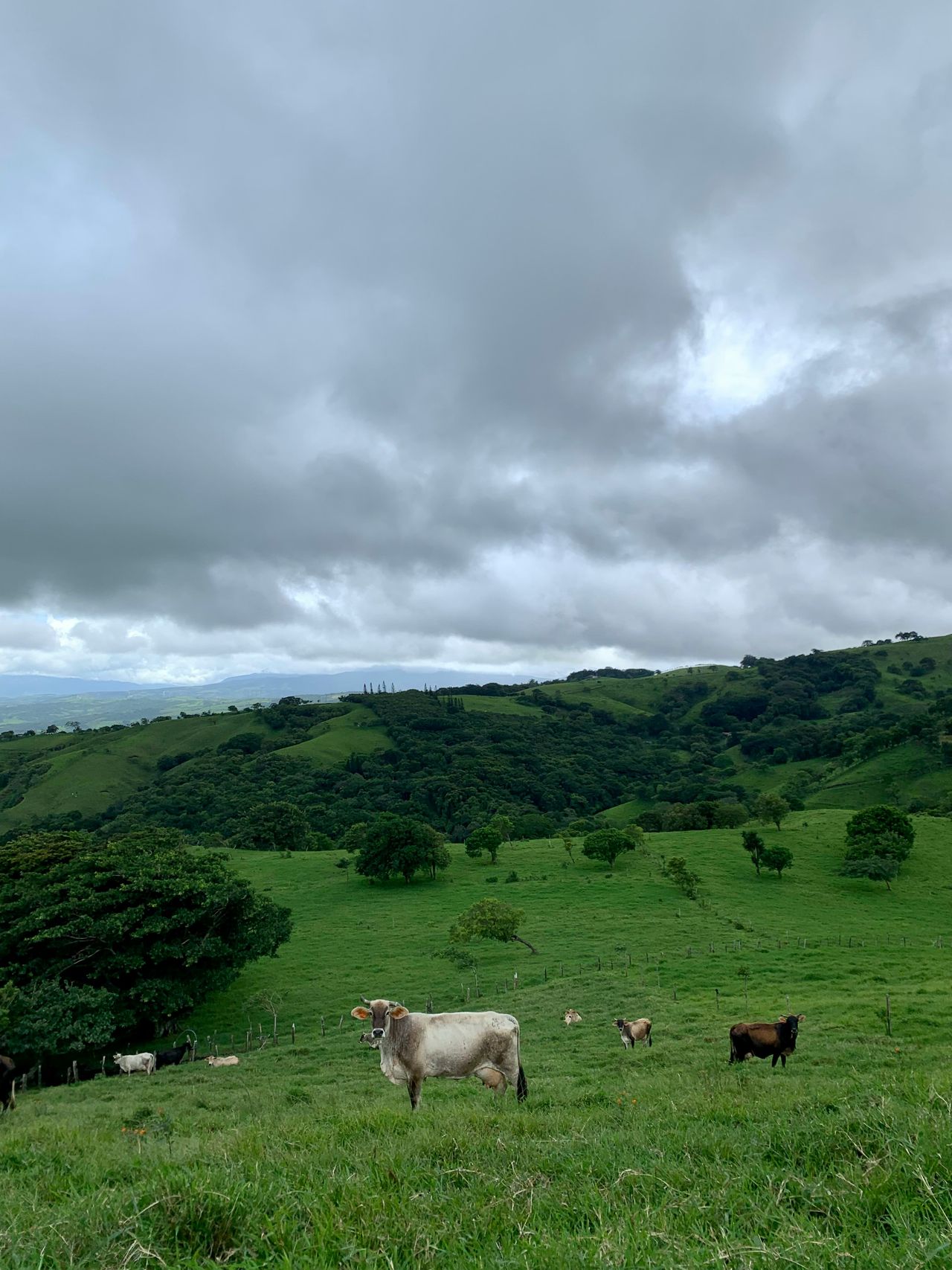 Monte Verde, Costa Rica