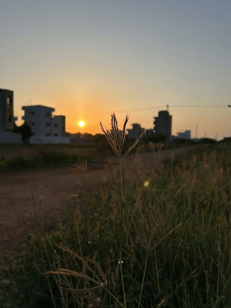 the sun is setting over a city with tall grass