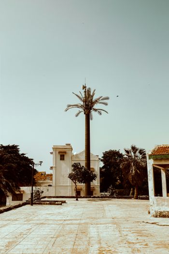 a palm tree in front of a white building