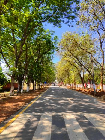 a street lined with lots of trees next to a forest