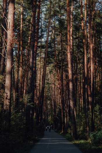A road in the middle of a forest lined with tall trees