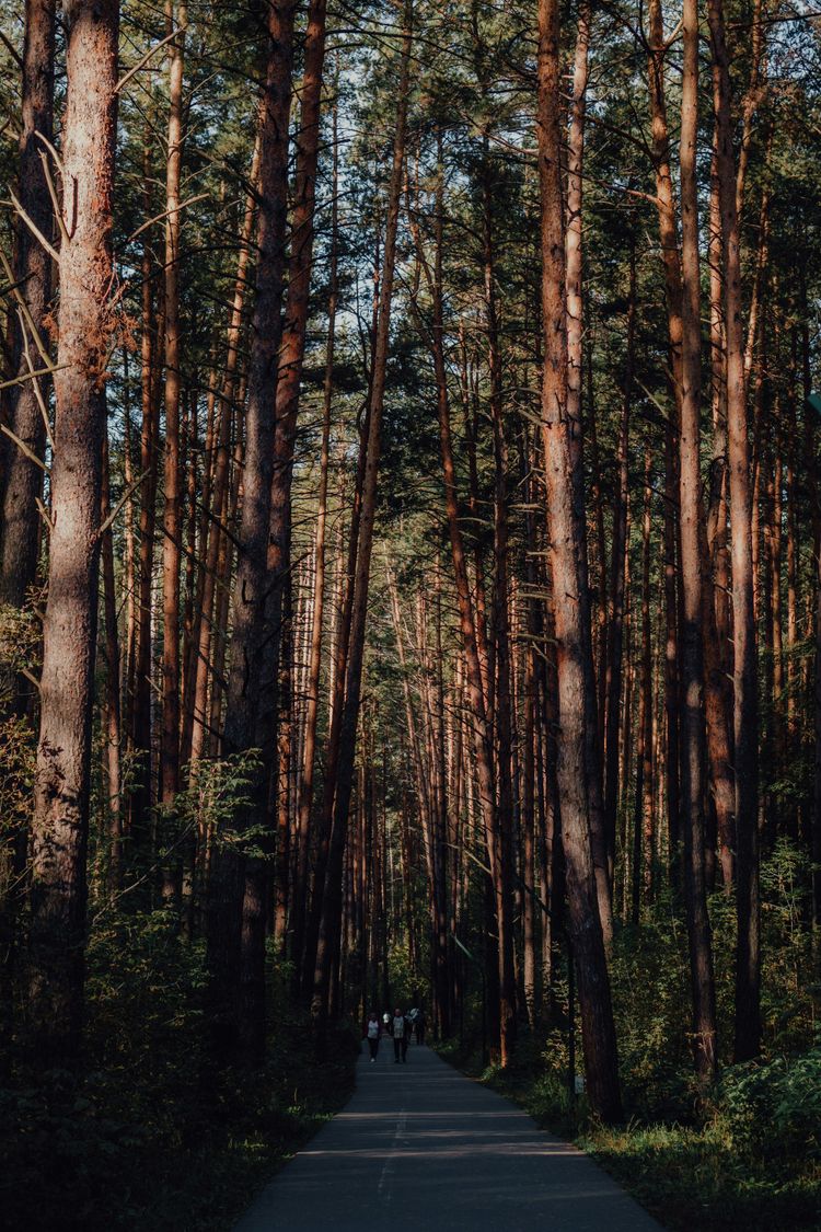 A road in the middle of a forest lined with tall trees