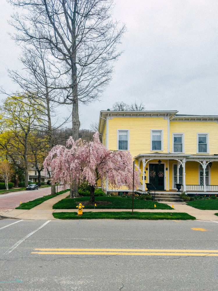 a yellow house with a tree in front of it