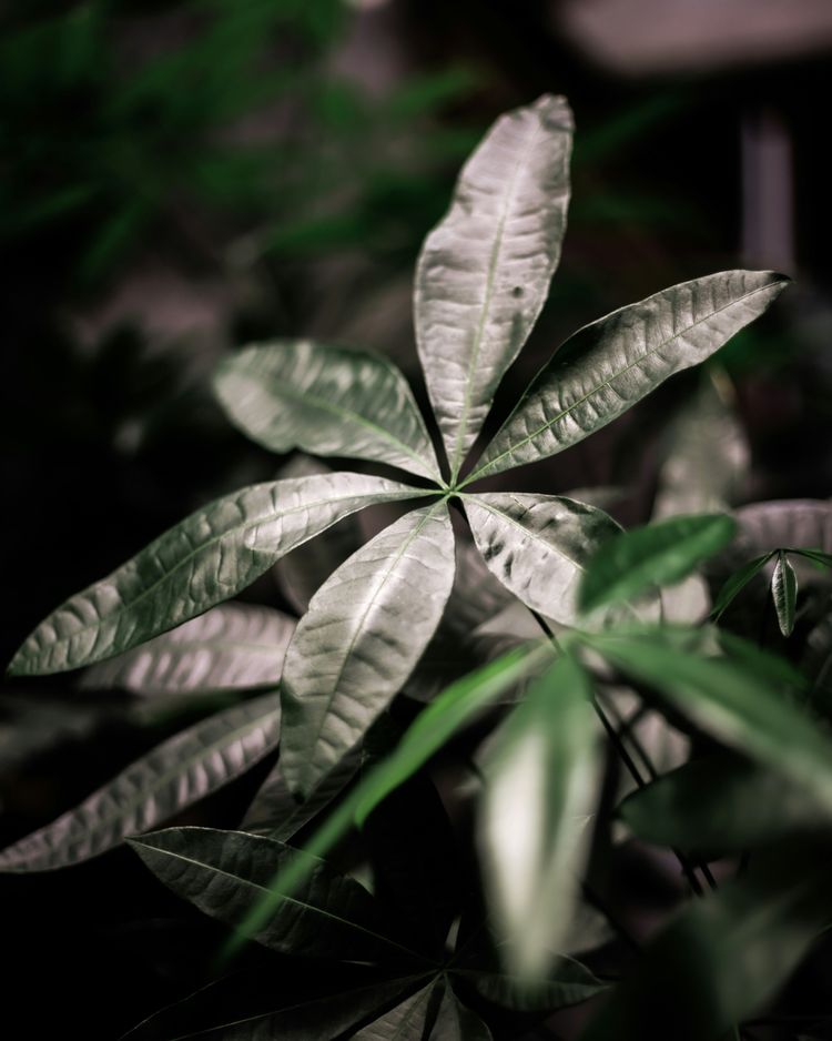 green leaves in tilt shift lens