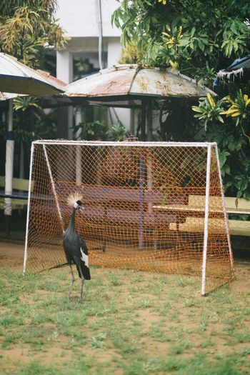 black and white bird on brown wooden fence during daytime