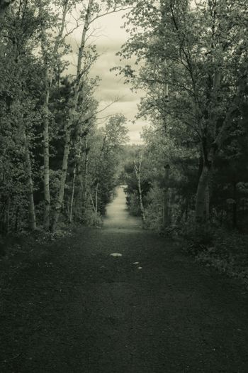 a dirt road lined with trees