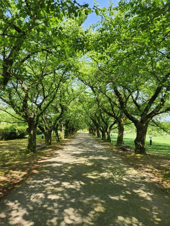 a dirt road surrounded by lots of trees