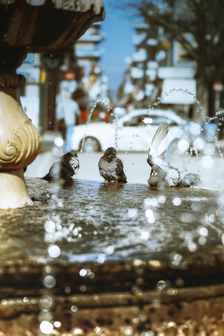 a group of birds sitting on top of a fountain