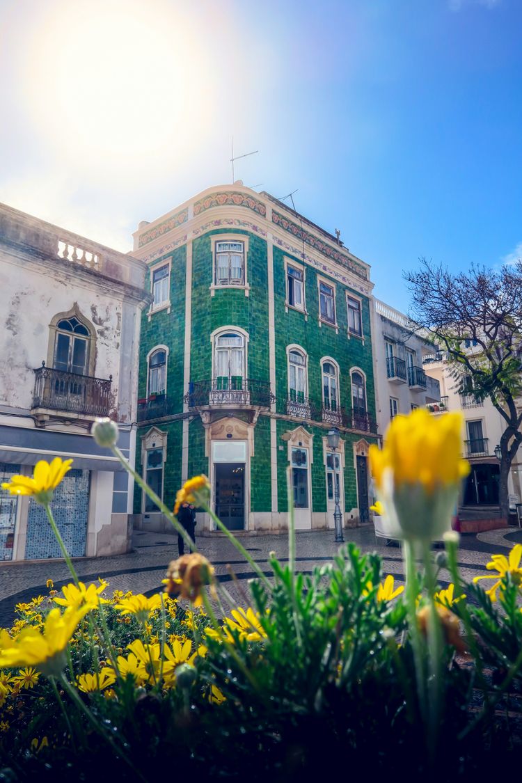 yellow flowers in front of brown concrete building