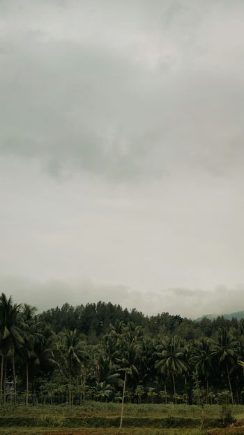a large green hill with trees