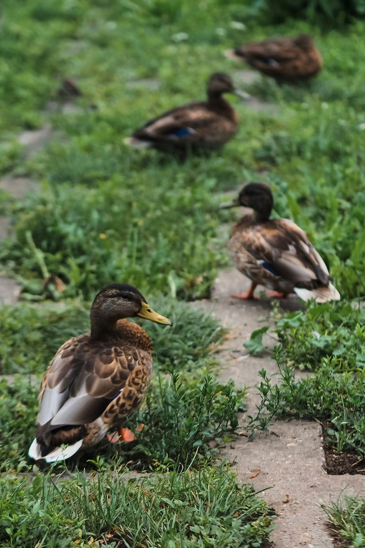 a flock of ducks sitting on top of a lush green field