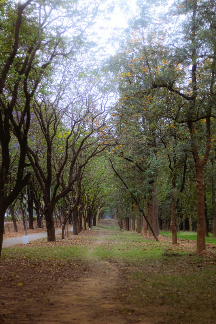 a dirt road surrounded by lots of trees