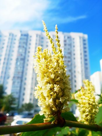 a yellow flower in front of a tall building