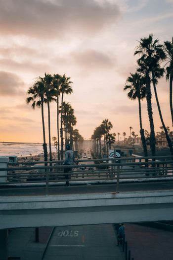 a couple of palm trees sitting on the side of a road
