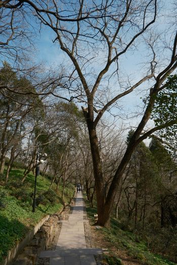 a tree lined path in a park on a sunny day