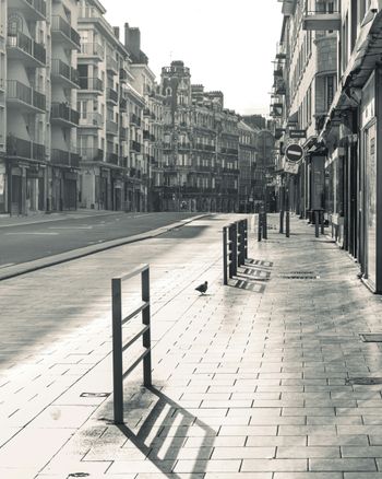 a bird on a sidewalk