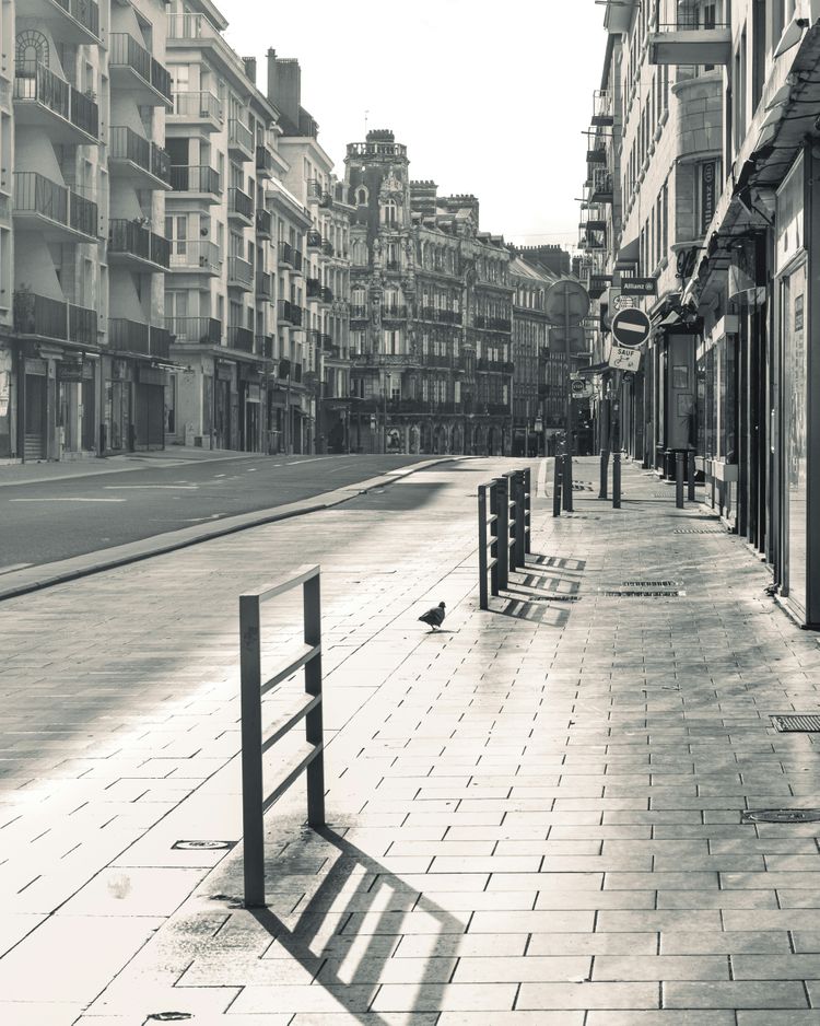 a bird on a sidewalk