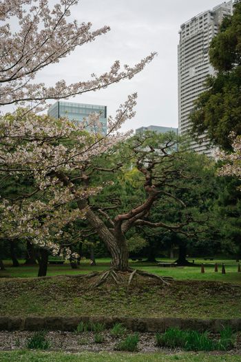 A tree in a park with buildings in the background