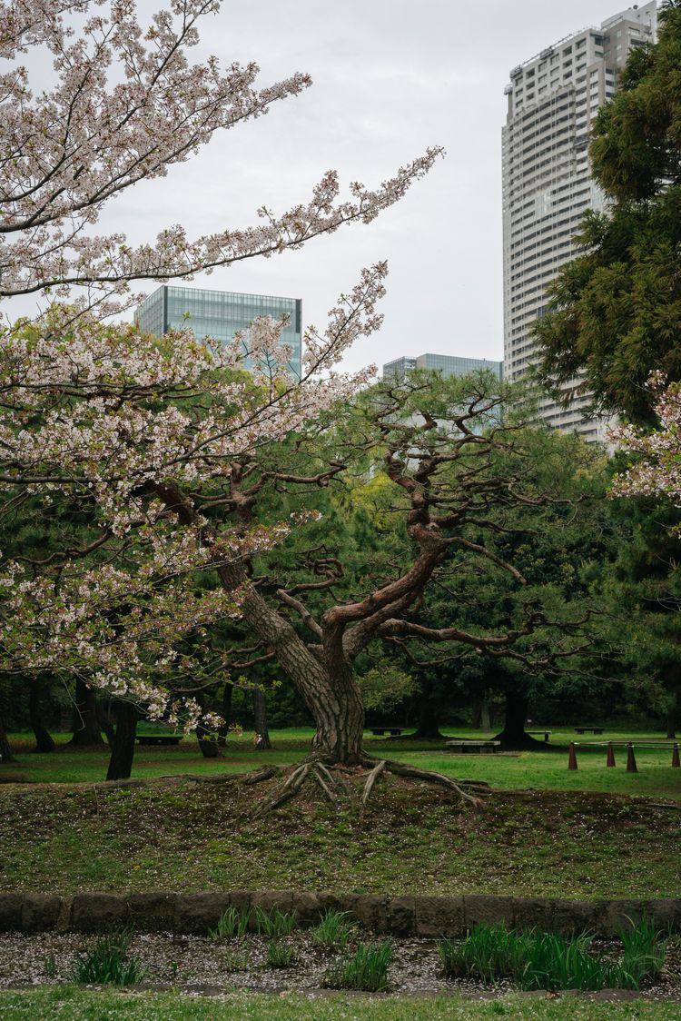 A tree in a park with buildings in the background