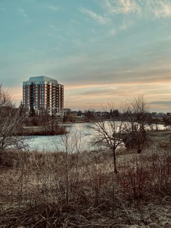bare trees near body of water during daytime