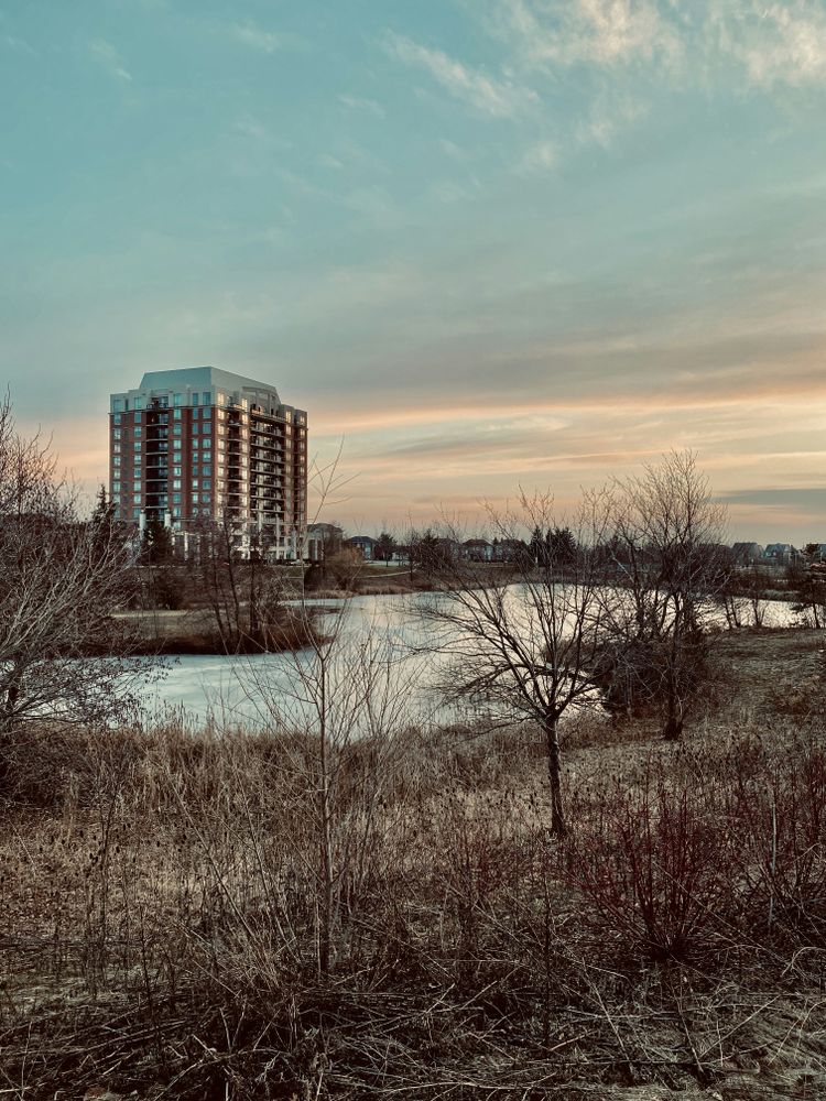 bare trees near body of water during daytime