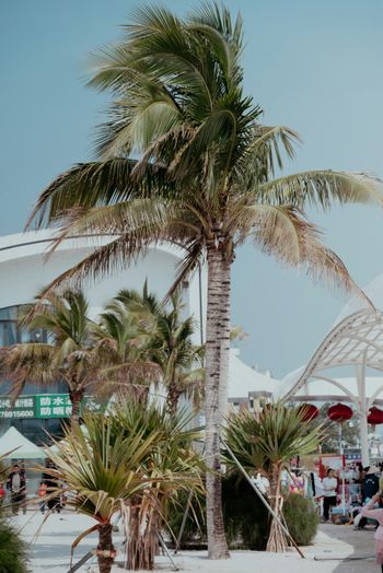 a palm tree in front of a white building