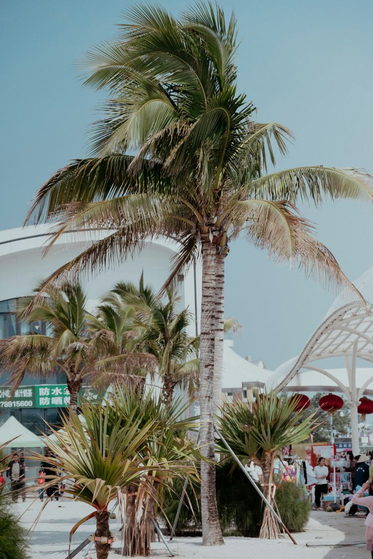 a palm tree in front of a white building